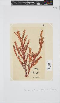 Plocamium corallorhiza image