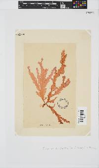 Plocamium corallorhiza image