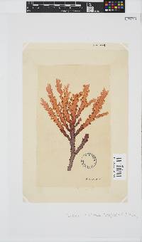 Plocamium corallorhiza image
