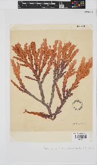 Plocamium corallorhiza image