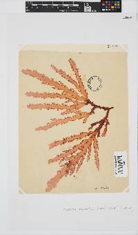 Plocamium corallorhiza image