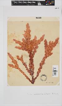 Plocamium corallorhiza image