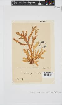 Plocamium corallorhiza image