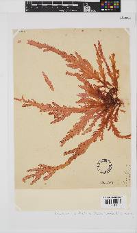 Plocamium corallorhiza image