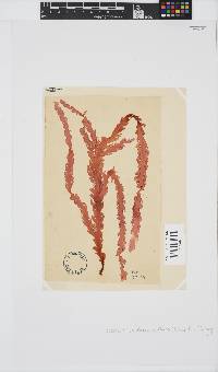 Plocamium corallorhiza image