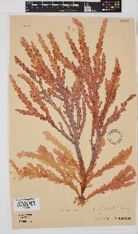 Plocamium corallorhiza image