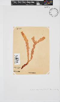 Plocamium corallorhiza image