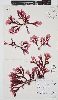 Plocamium corallorhiza image