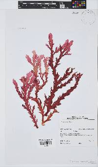 Plocamium corallorhiza image