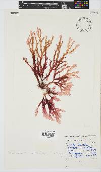 Plocamium corallorhiza image
