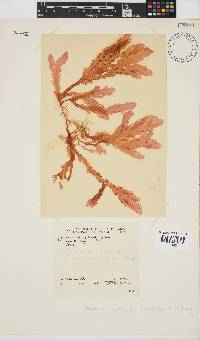 Plocamium corallorhiza image