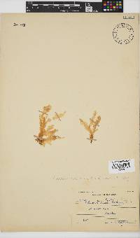 Plocamium corallorhiza image