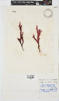 Plocamium corallorhiza image