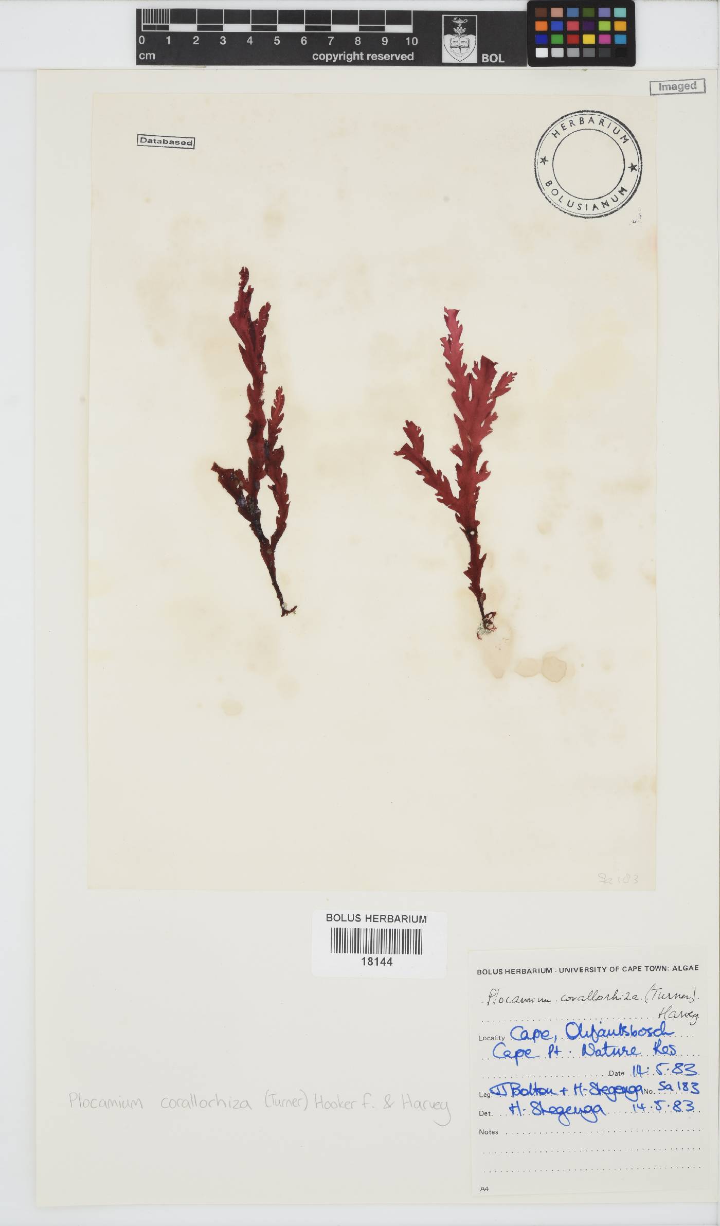 Plocamium corallorhiza image