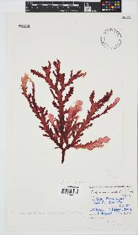Plocamium corallorhiza image