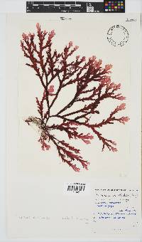 Plocamium corallorhiza image