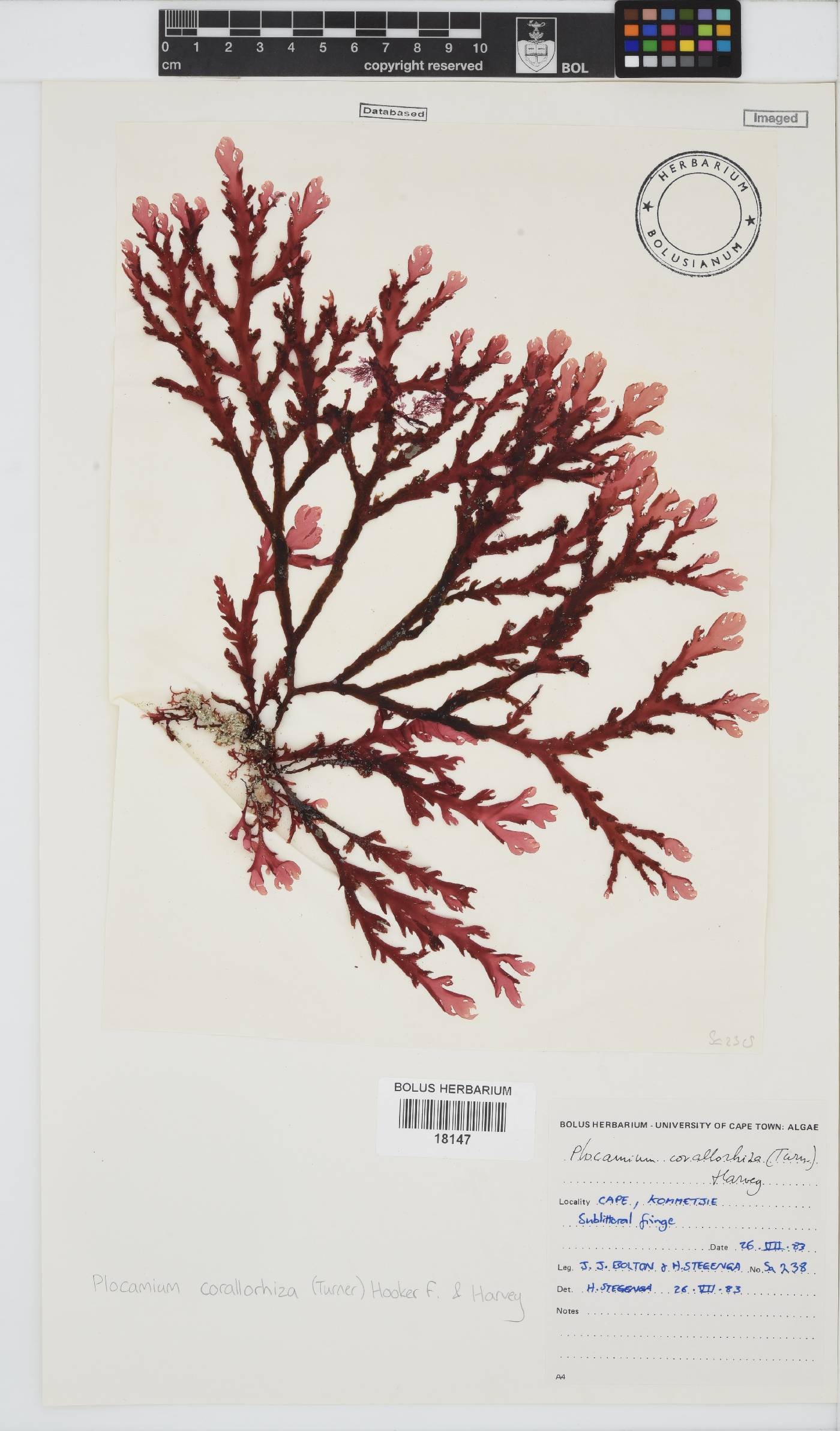 Plocamium corallorhiza image