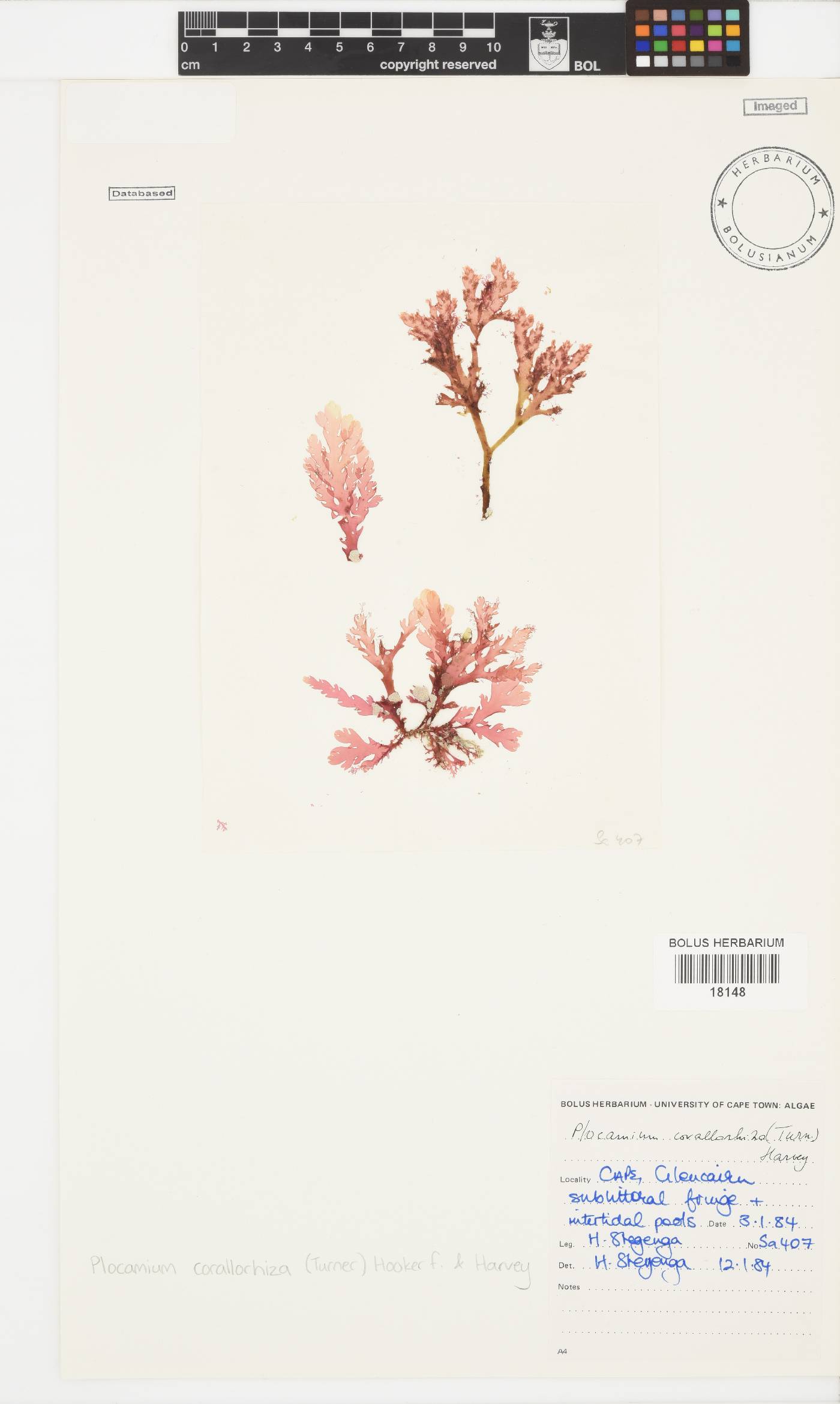 Plocamium corallorhiza image