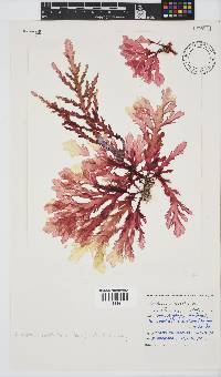 Plocamium corallorhiza image