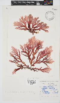 Plocamium corallorhiza image