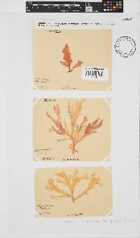 Plocamium corallorhiza image