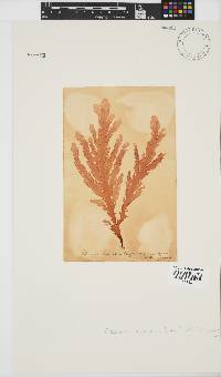 Plocamium corallorhiza image