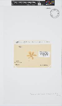 Plocamium corallorhiza image