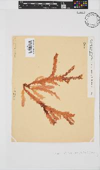Plocamium corallorhiza image