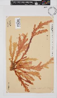 Plocamium corallorhiza image