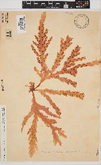Plocamium corallorhiza image