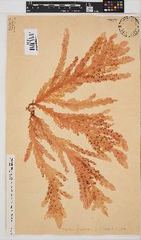Plocamium corallorhiza image