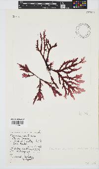 Plocamium corallorhiza image