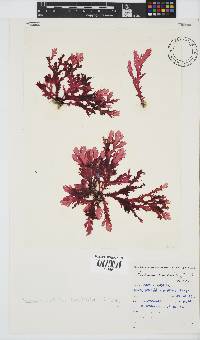 Plocamium corallorhiza image