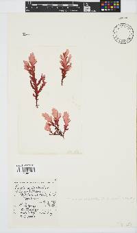 Plocamium corallorhiza image