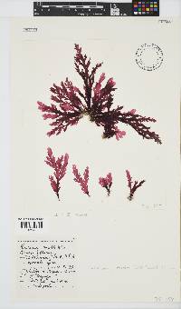 Plocamium corallorhiza image