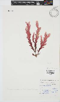 Plocamium corallorhiza image