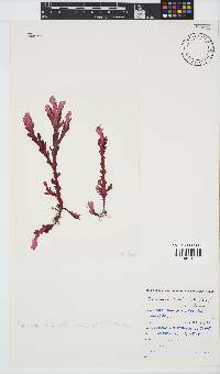 Plocamium corallorhiza image