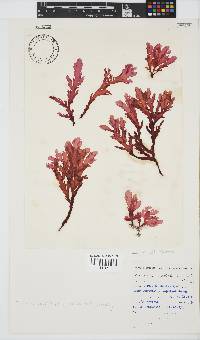 Plocamium corallorhiza image