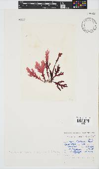 Plocamium corallorhiza image