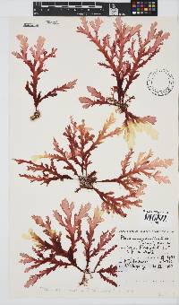 Plocamium corallorhiza image