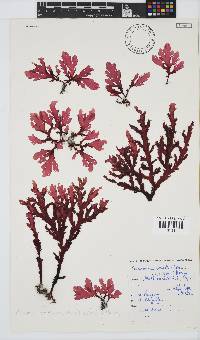 Plocamium corallorhiza image