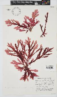 Plocamium corallorhiza image