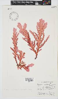 Plocamium corallorhiza image