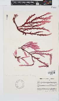Plocamium corallorhiza image