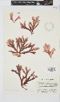 Plocamium corallorhiza image