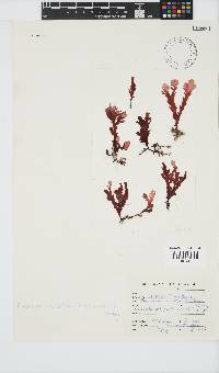 Plocamium corallorhiza image
