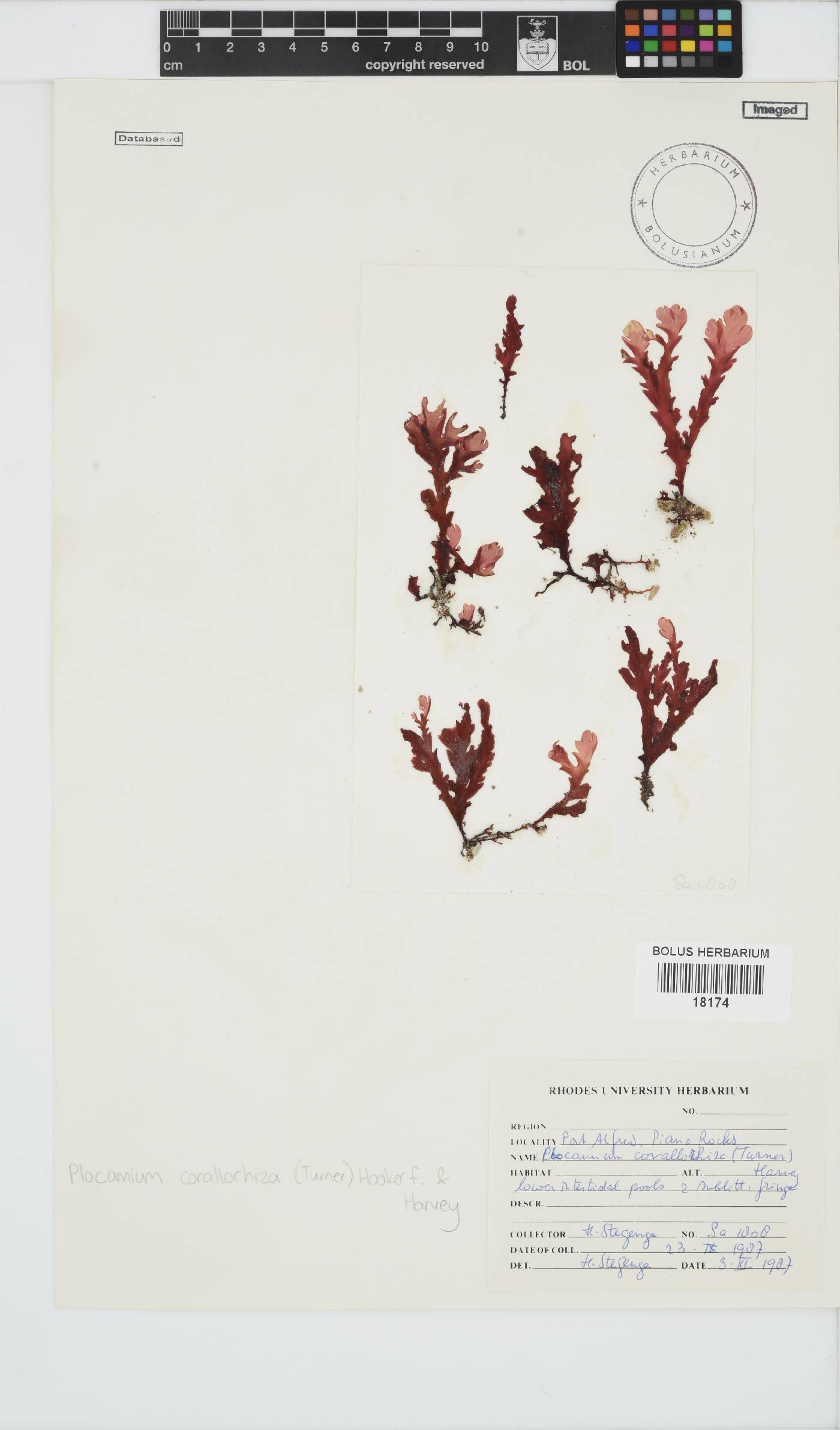 Plocamium corallorhiza image
