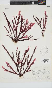 Plocamium corallorhiza image