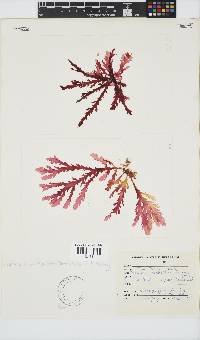 Plocamium corallorhiza image