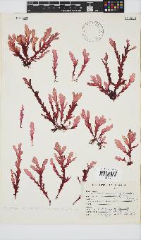Plocamium corallorhiza image
